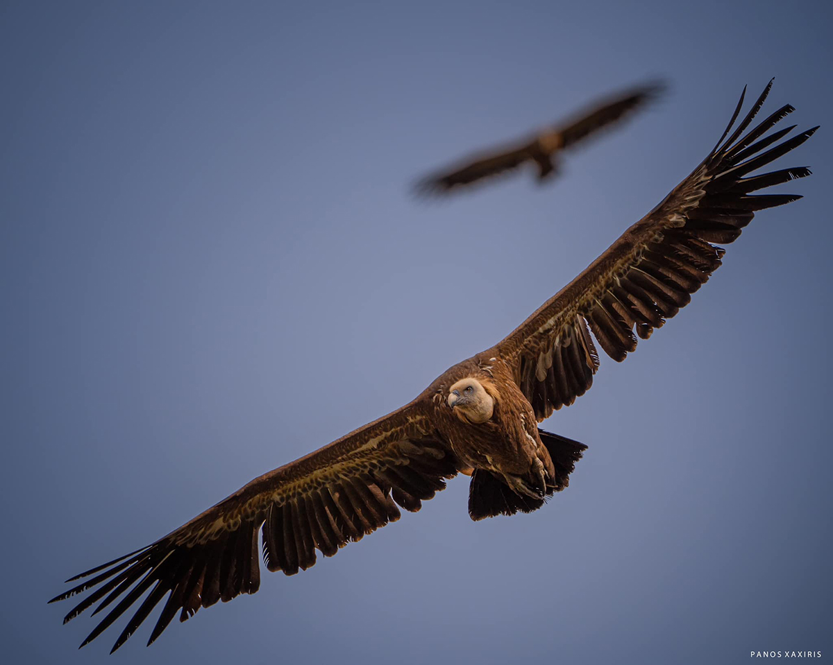 Gyps Fulvus Panos Xaxiris small