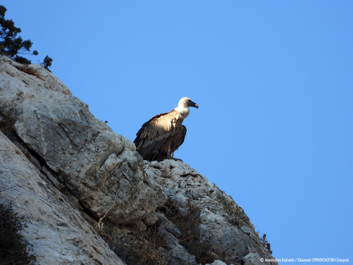 Gyps fulvus A Kaltsis ORNITHOLOGIKH