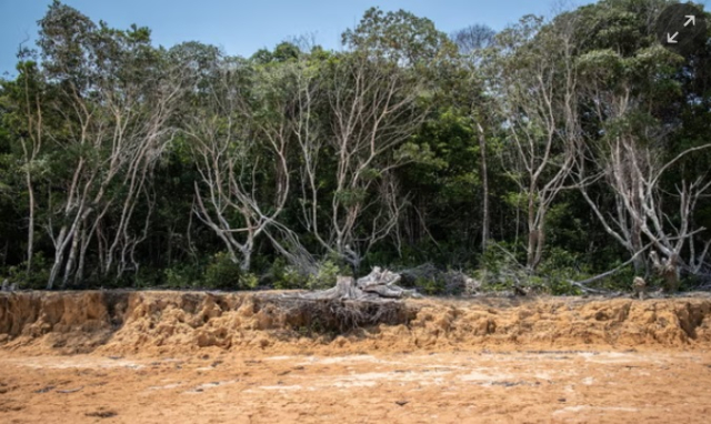 Αμαζόνιος:  Όλο και περισσότερα δέντρα και φυτά πεθαίνουν από αφυδάτωση